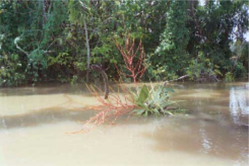 Cocha Supay